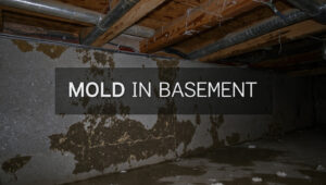 Mold in Basement: Health & Structural Risk in US Homes